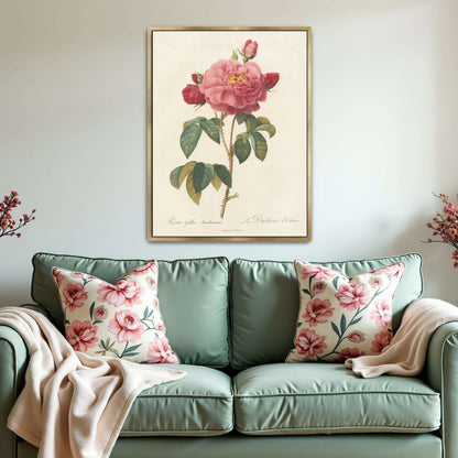 Pink rose botanical illustration by Pierre Joseph Redouté