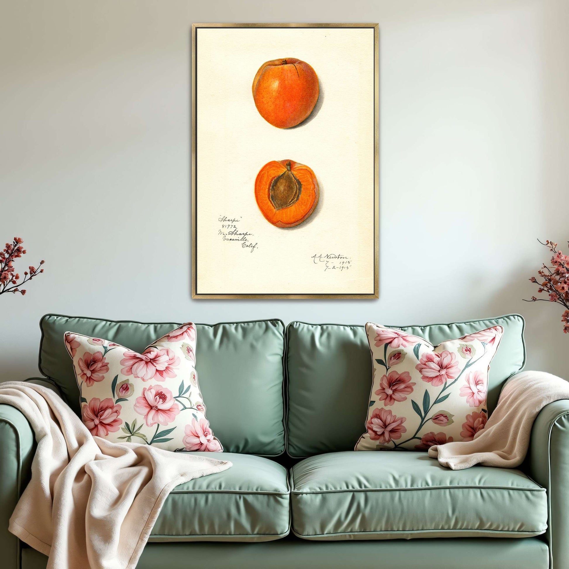 Apricot watercolor painting by Amanda Almira Newton