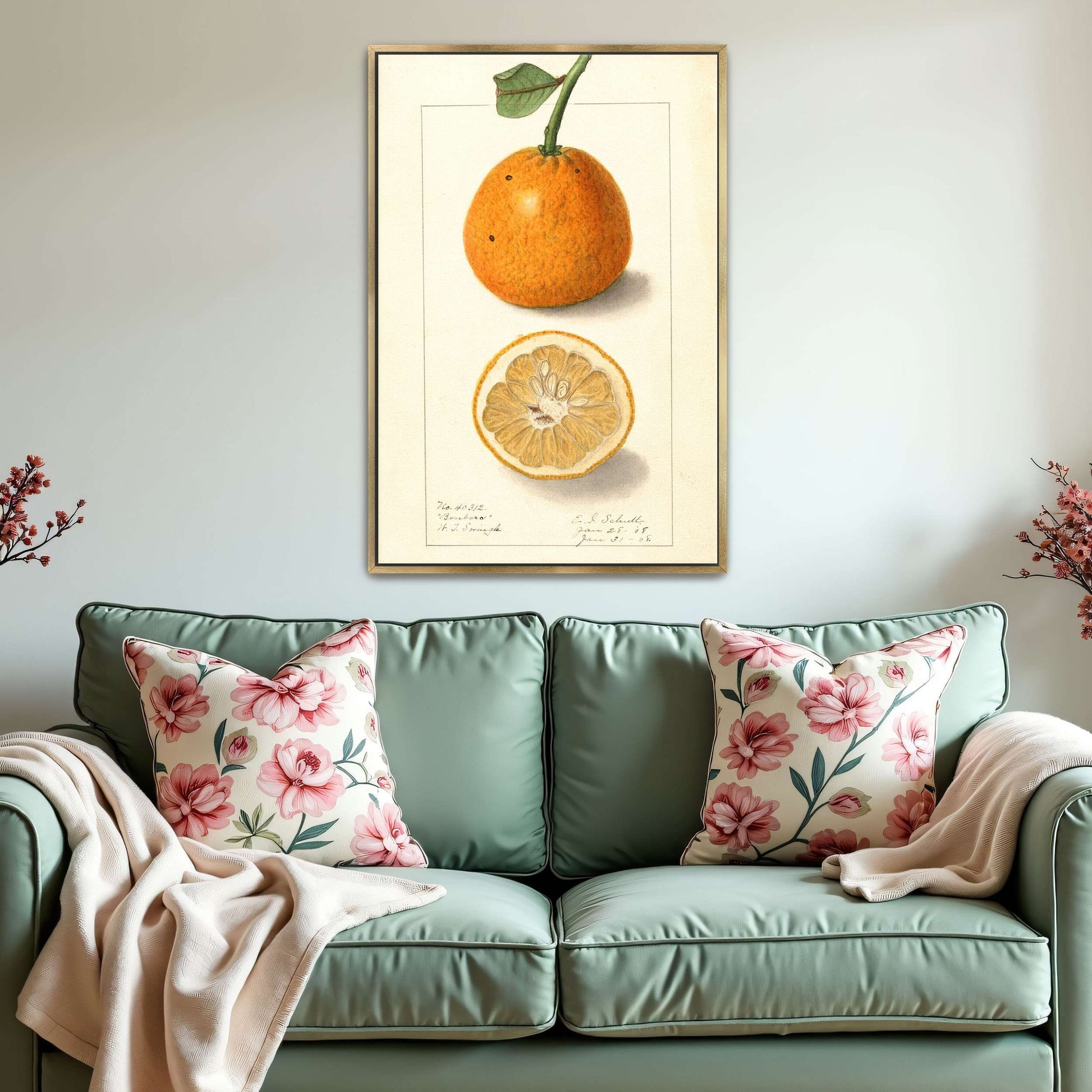 Orange fruit botanical illustration by Ellen Isham Schutt