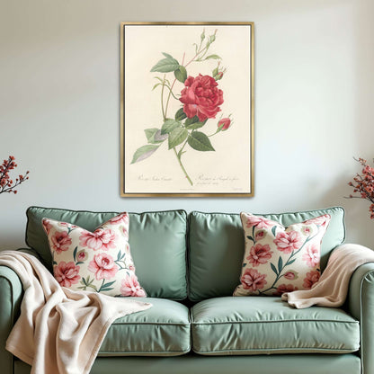 Red Rose Botanical Illustration by Pierre Joseph Redouté