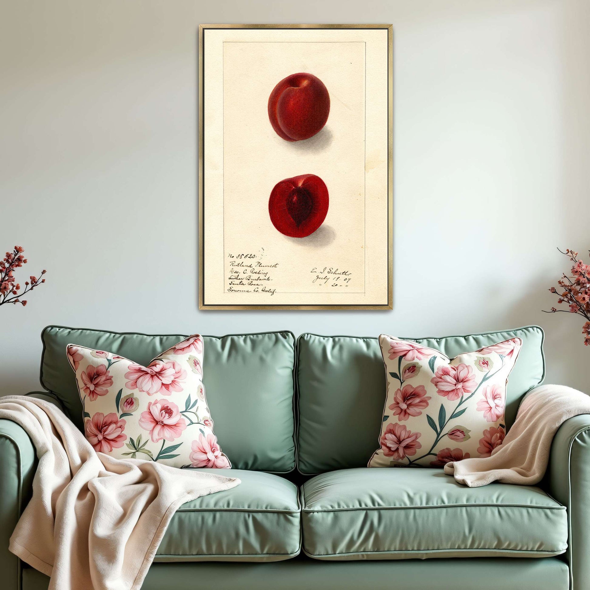 Plumcot illustration, botanical art by Ellen Isham Schutt