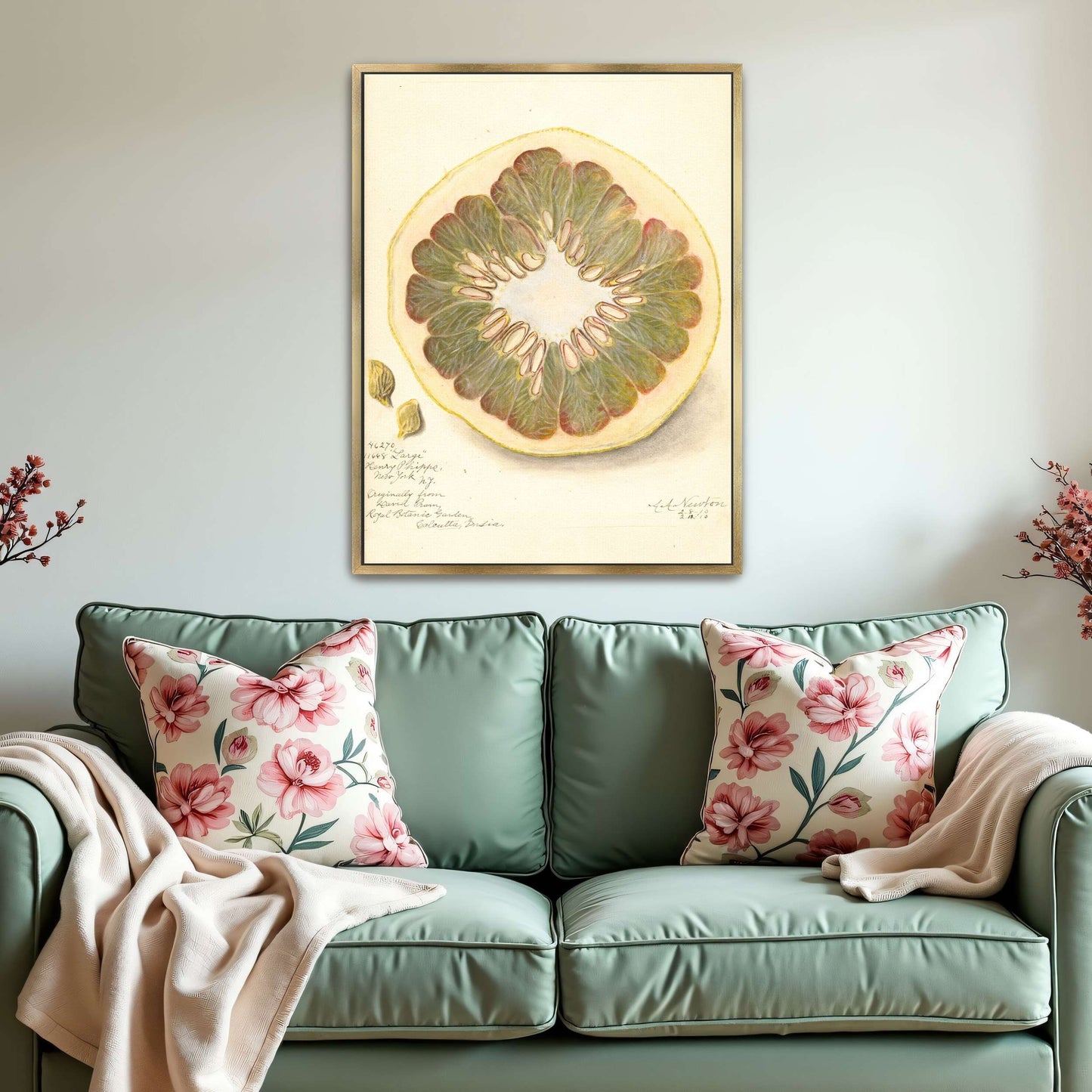 Pomelo cross-section watercolor by Amanda Almira Newton