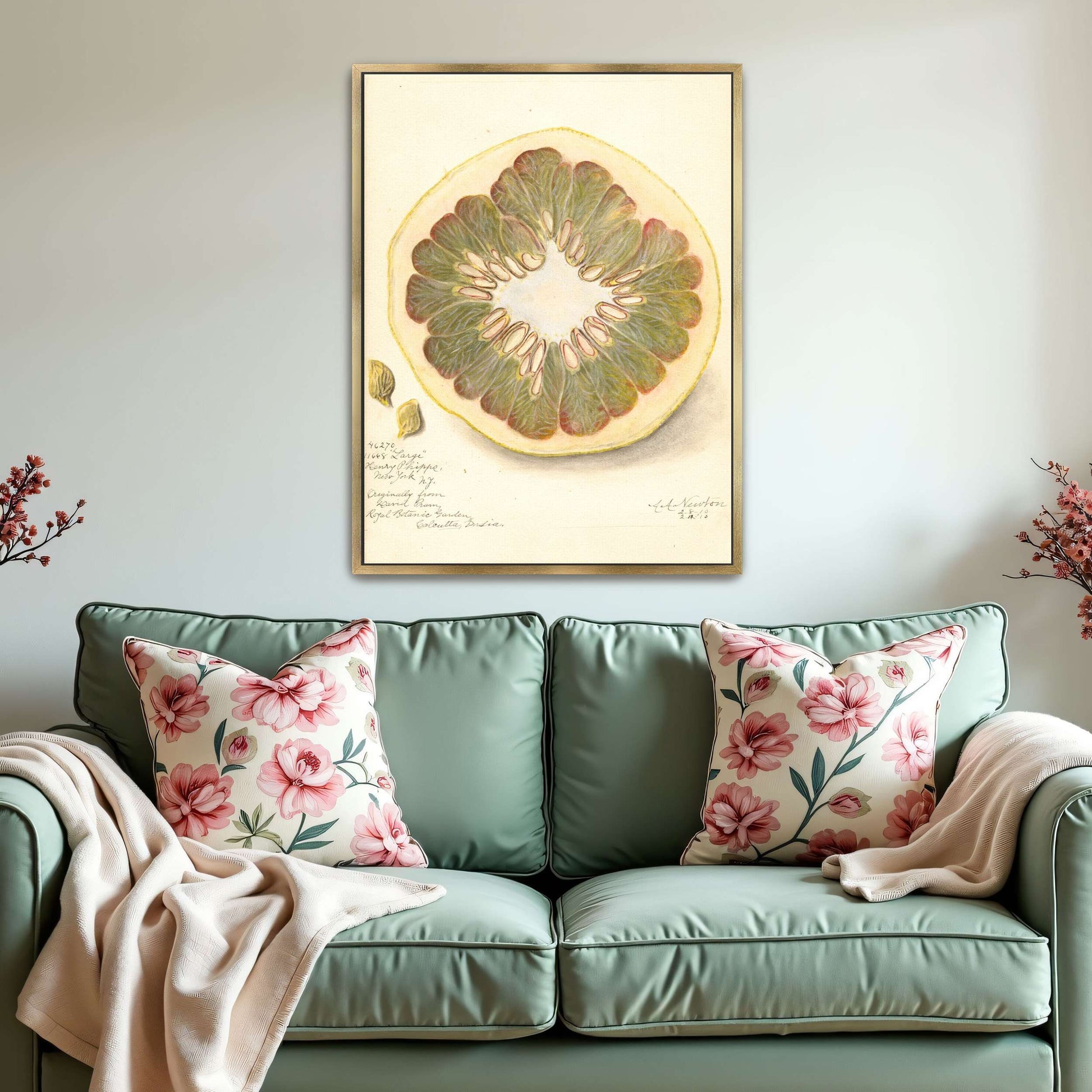 Pomelo cross-section watercolor by Amanda Almira Newton