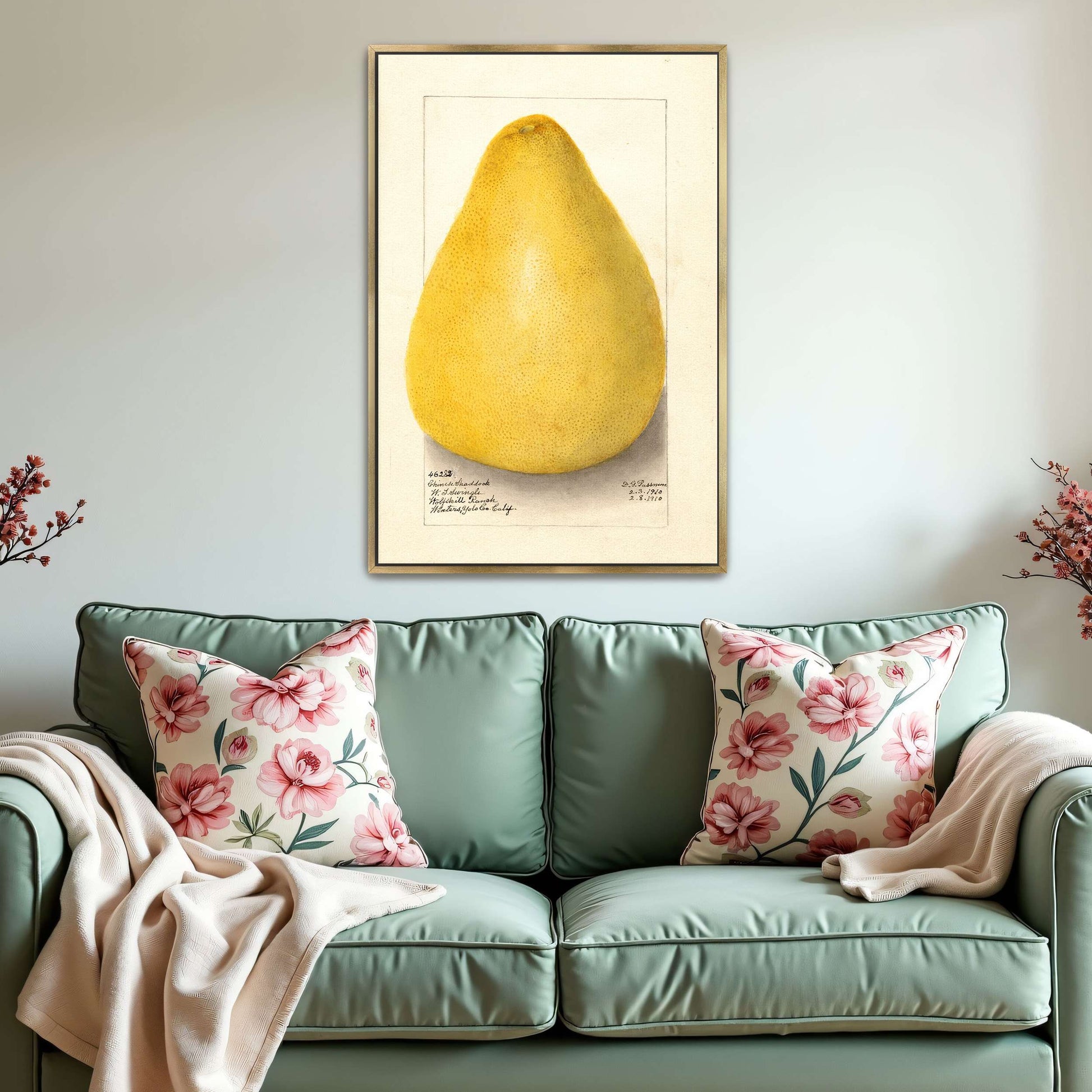 Watercolor of a pomelo by Amanda Almira Newton