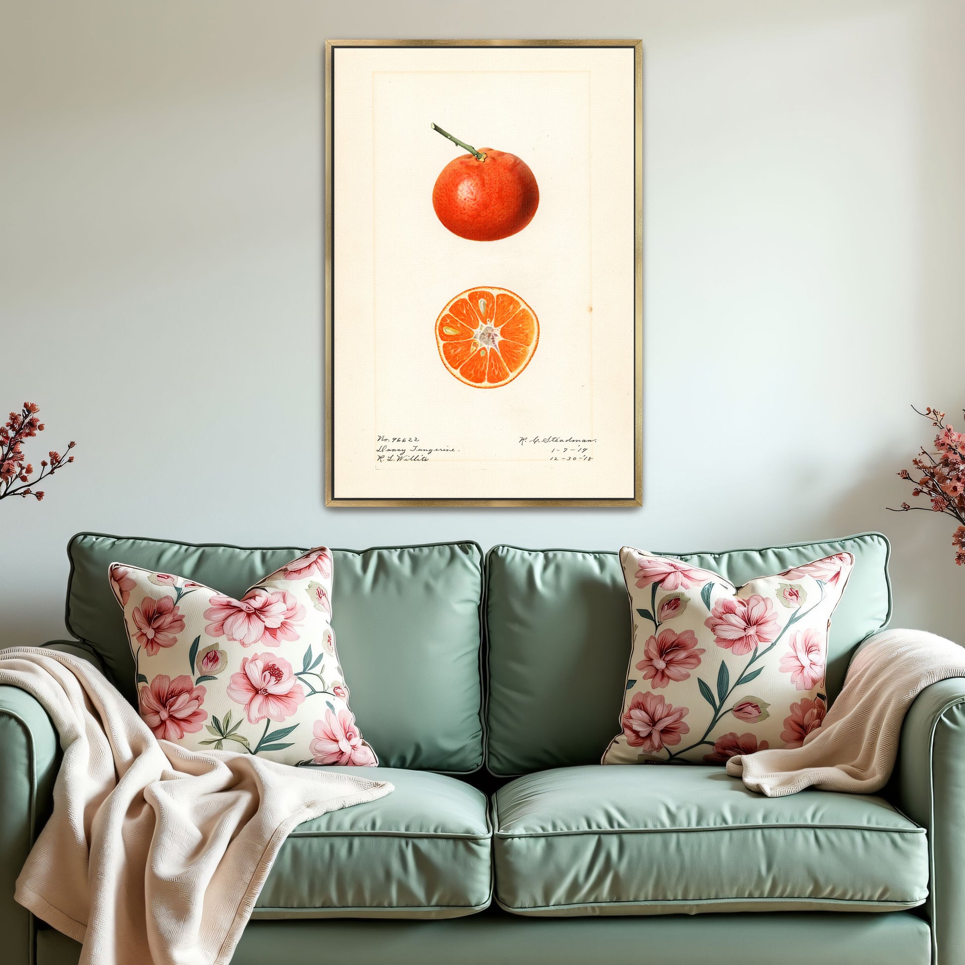 Dancy Tangerine Illustration Botanical Study By Royal Charles Steadman