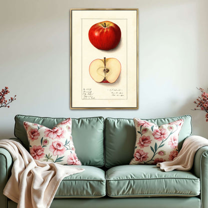 Winesap apple illustration by Ellen Isham Schutt
