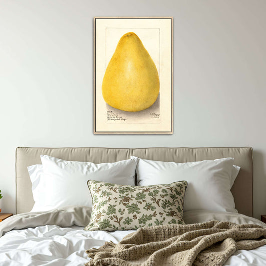 Watercolor of a pomelo by Amanda Almira Newton