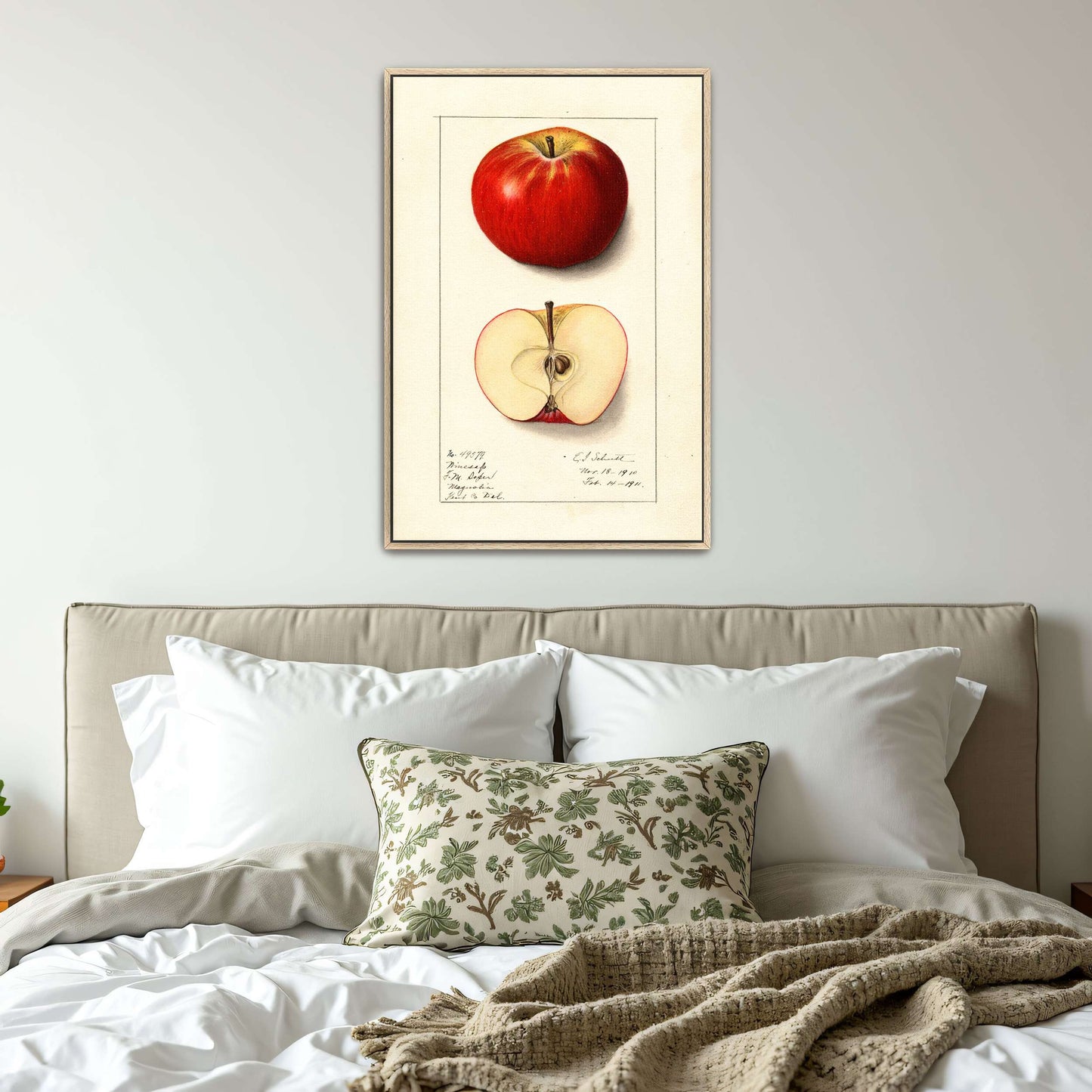 Winesap apple illustration by Ellen Isham Schutt