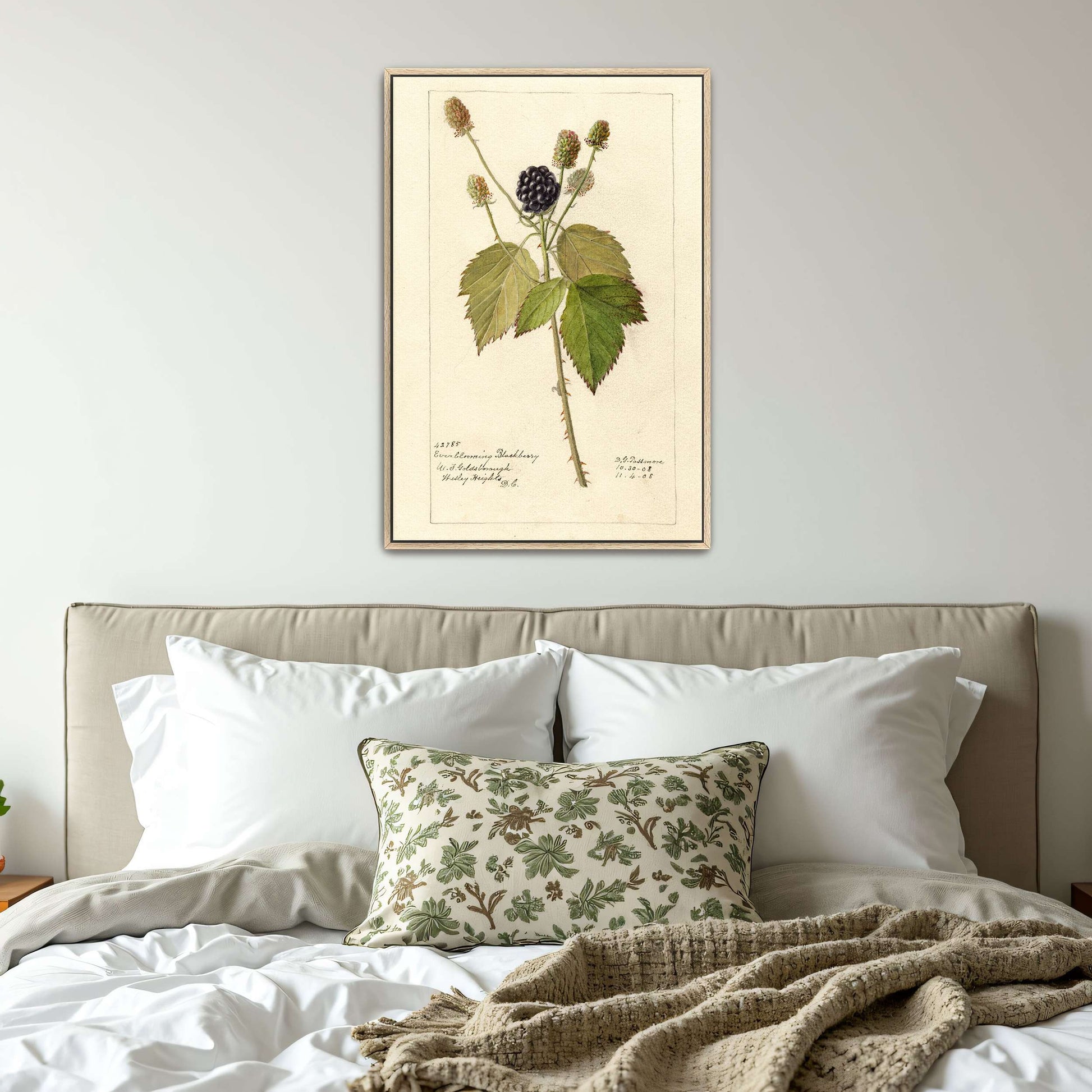 Everblooming Blackberry Botanical by Deborah Griscom Passmore
