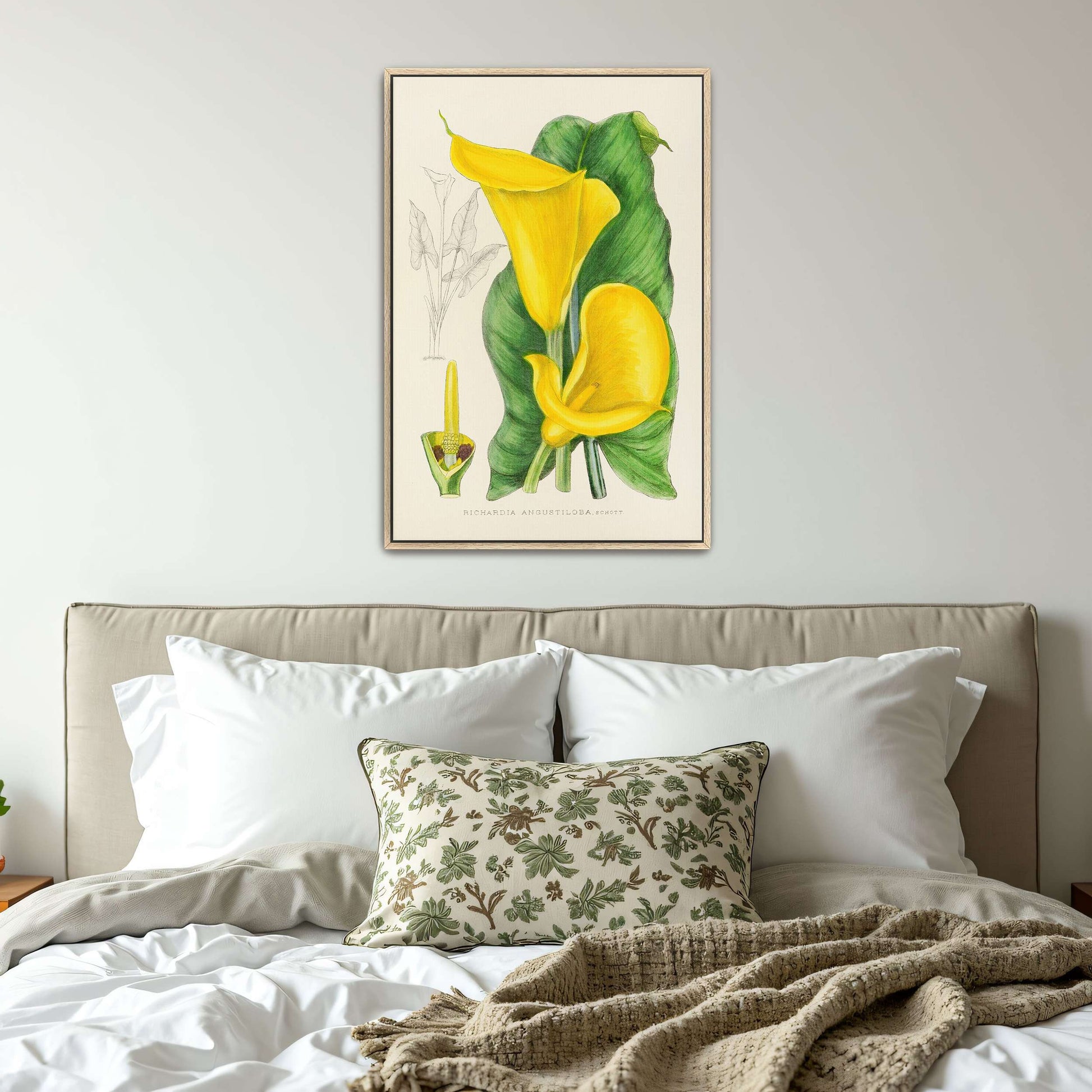 Yellow Calla Lily Botanical Illustration by Illtyd Buller Pole-Evans