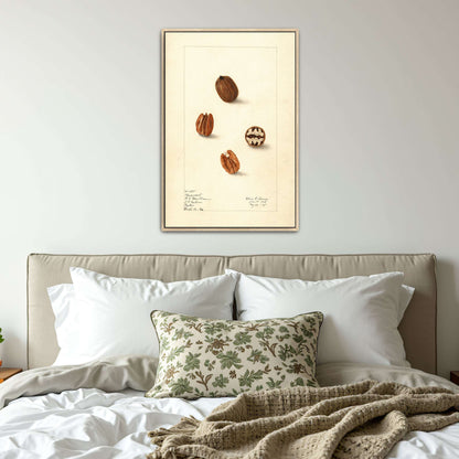 Pecans watercolor painting by Elsie E. Lower