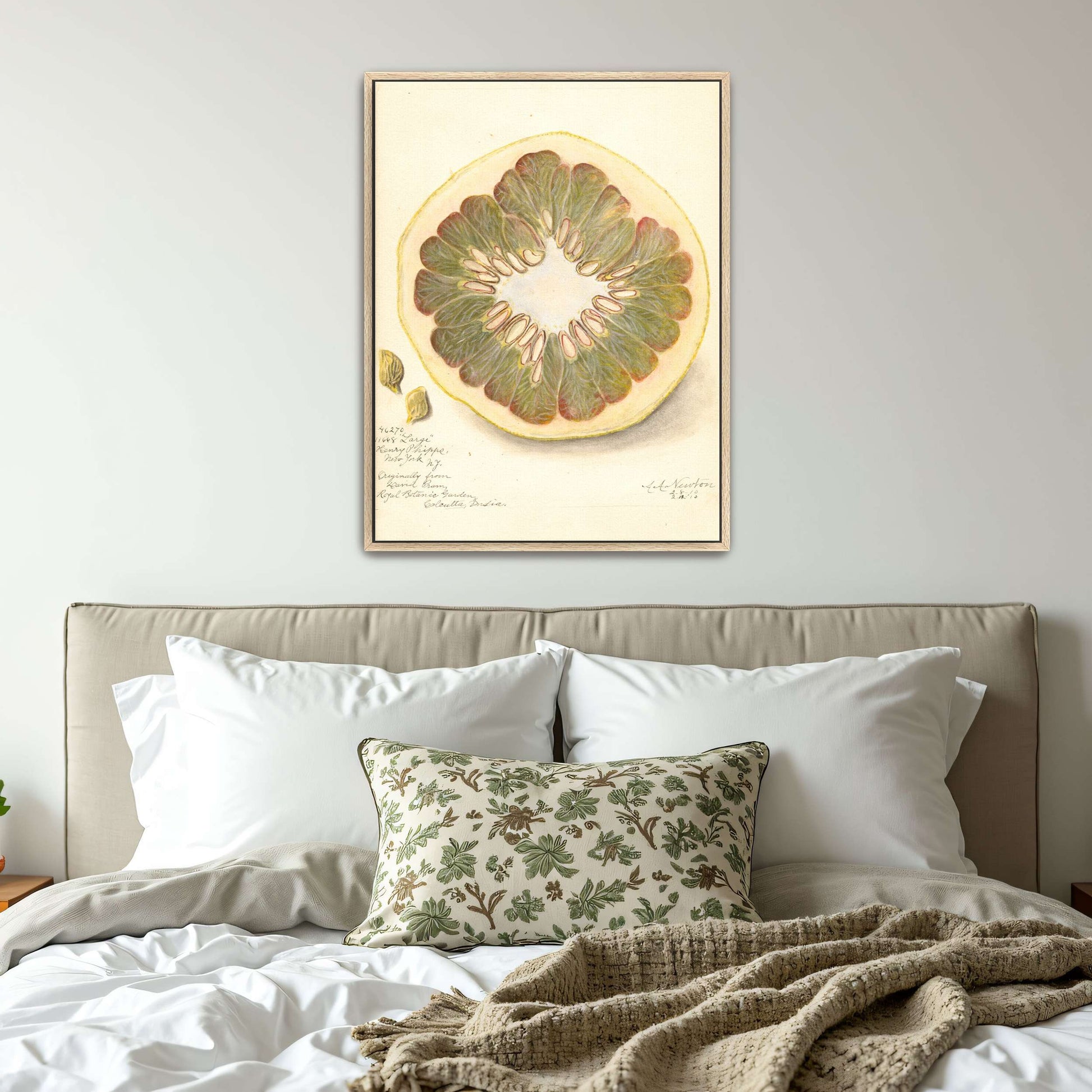 Pomelo cross-section watercolor by Amanda Almira Newton