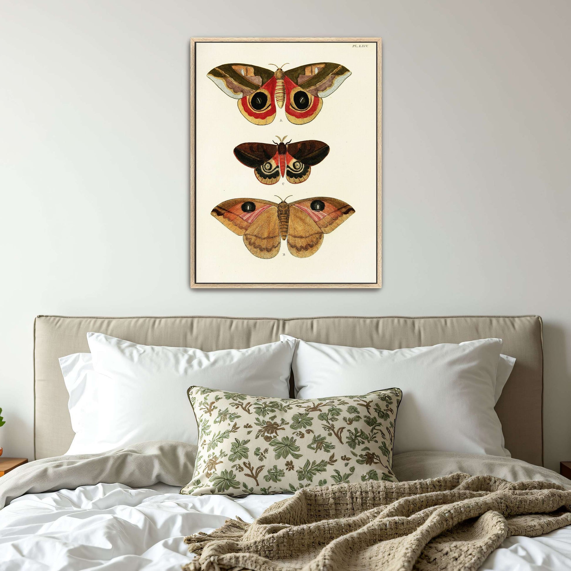 Three butterfly specimens on white background by Pieter Cramer
