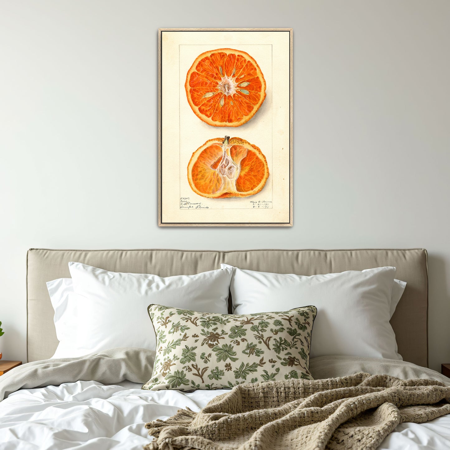 King Citrus Fruit Watercolor Illustration By Elsie E. Lower