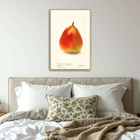 Watercolor painting of a pear by Deborah Griscom Passmore