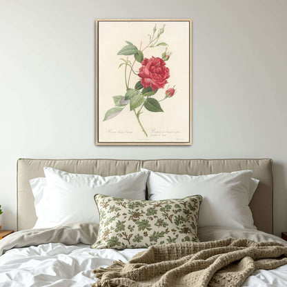 Red Rose Botanical Illustration by Pierre Joseph Redouté