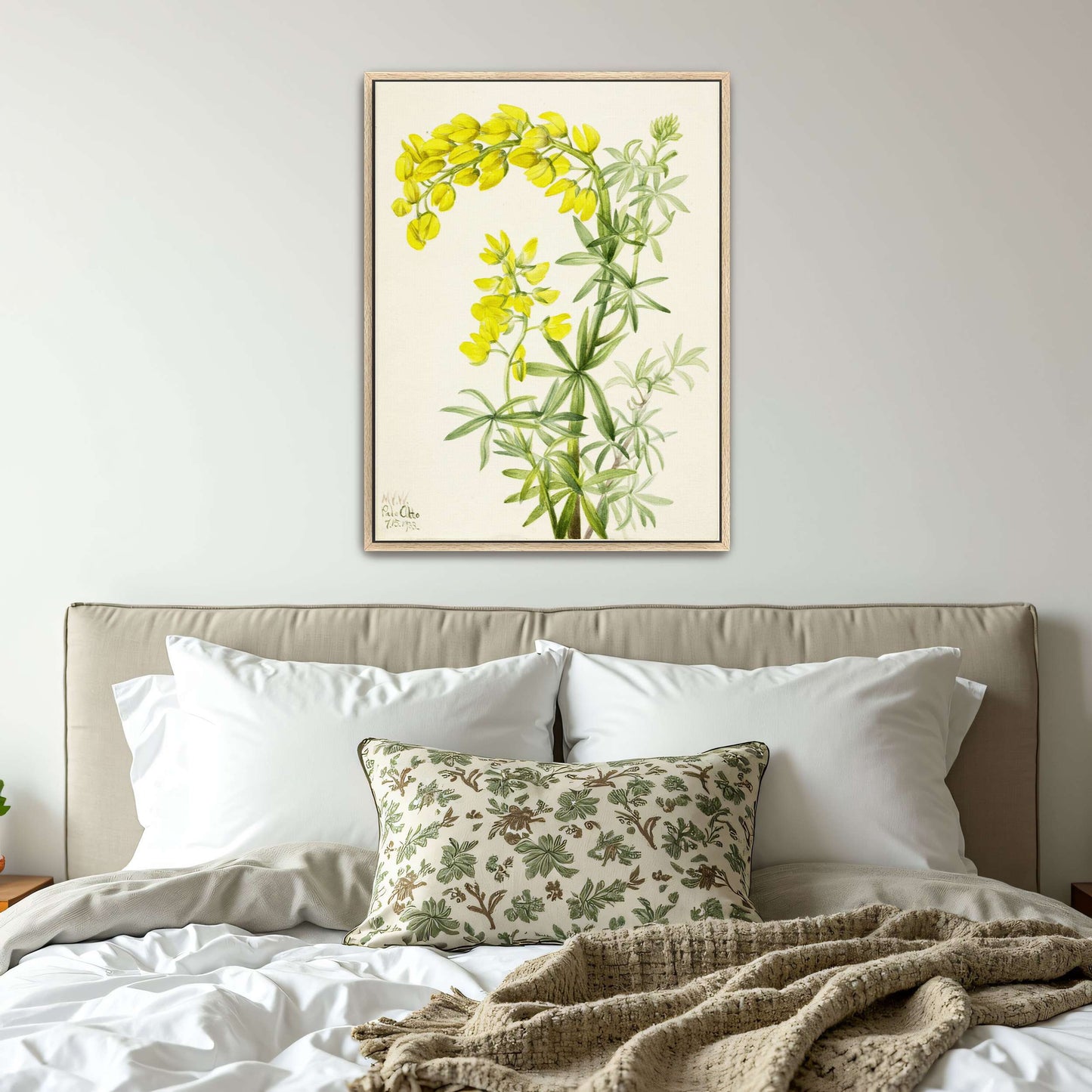 Yellow lupine watercolor painting by Mary Vaux Walcott