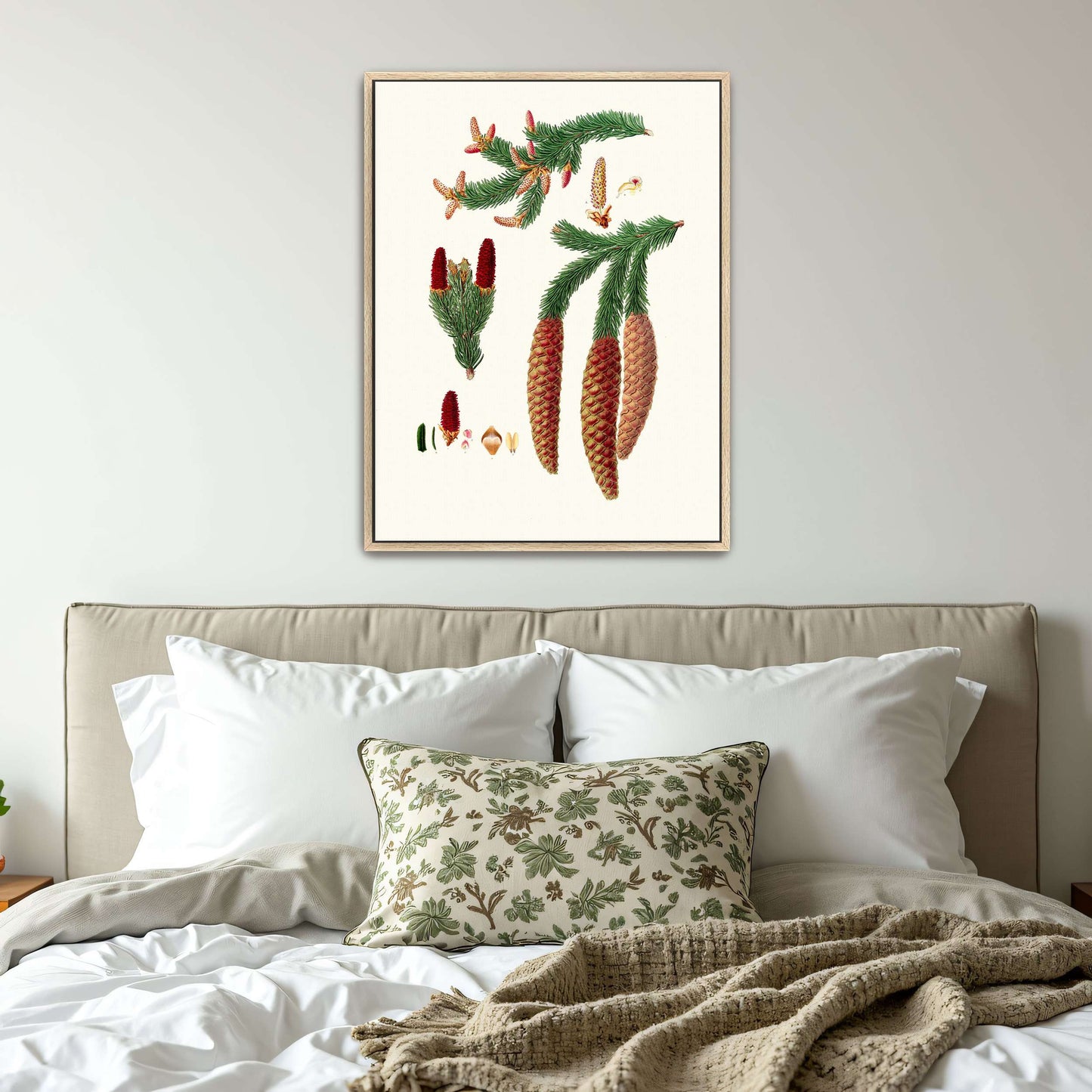Norway spruce fir botanical illustration by Aylmer Bourke Lambert