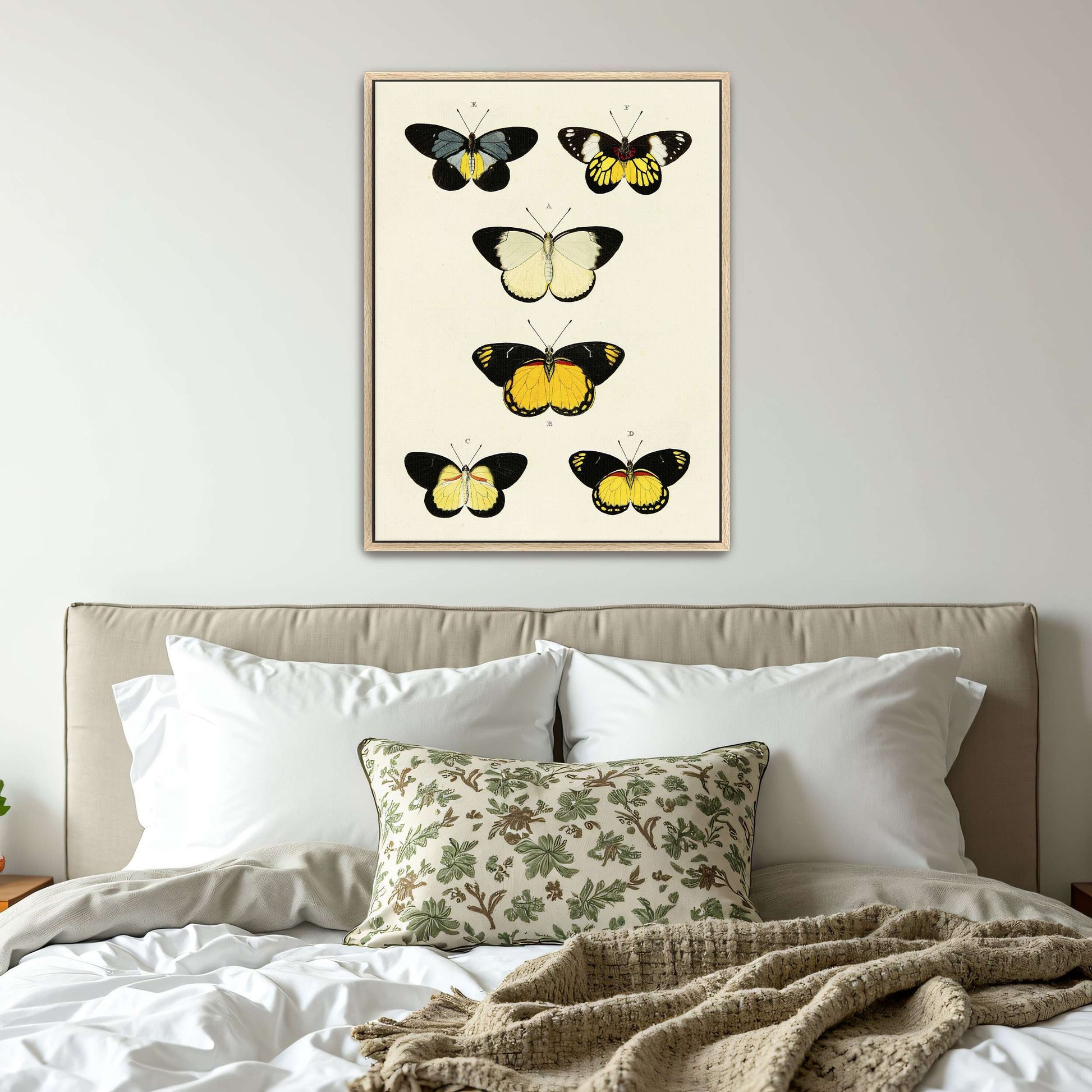 Five butterflies on white background by Pieter Cramer