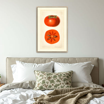 Diospyros Fuyu Persimmon Fruit Illustration By Royal Charles Steadman