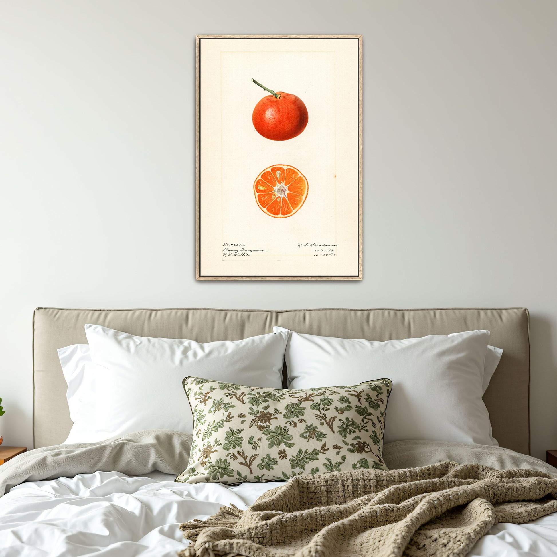 Dancy Tangerine Illustration Botanical Study By Royal Charles Steadman