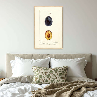 Plum watercolor painting by Deborah Griscom Passmore