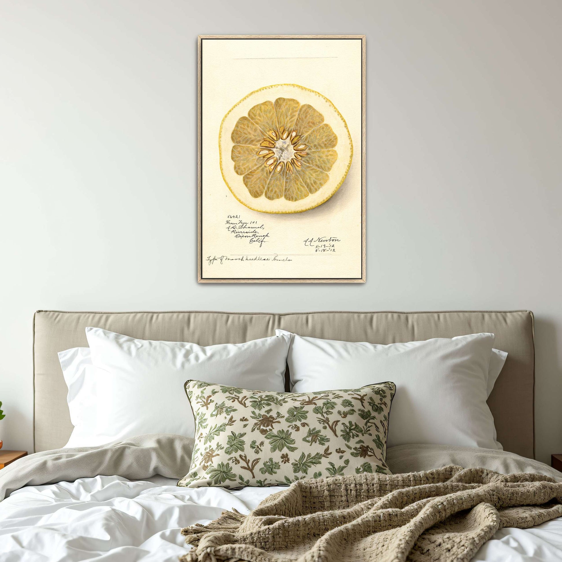Watercolor of pomelo cross-section by Amanda Almira Newton