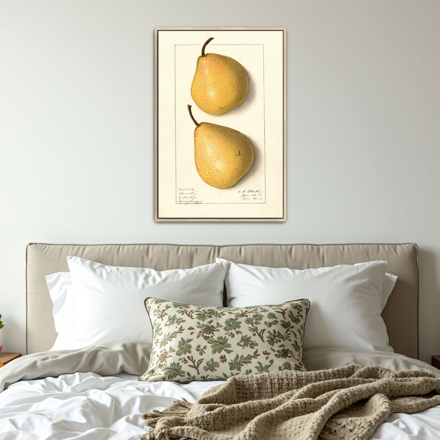 Howell Pear Watercolor Botanical Illustration By Ellen Isham Schutt