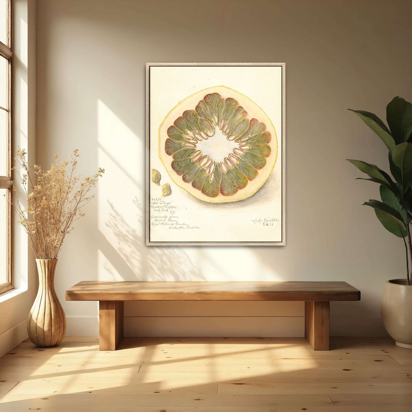Pomelo cross-section watercolor by Amanda Almira Newton