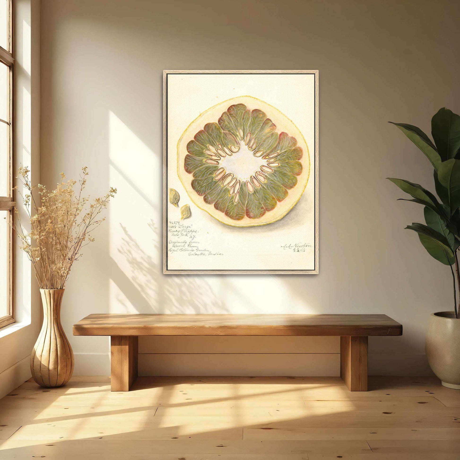 Pomelo cross-section watercolor by Amanda Almira Newton