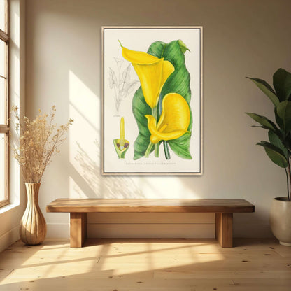 Yellow Calla Lily Botanical Illustration by Illtyd Buller Pole-Evans