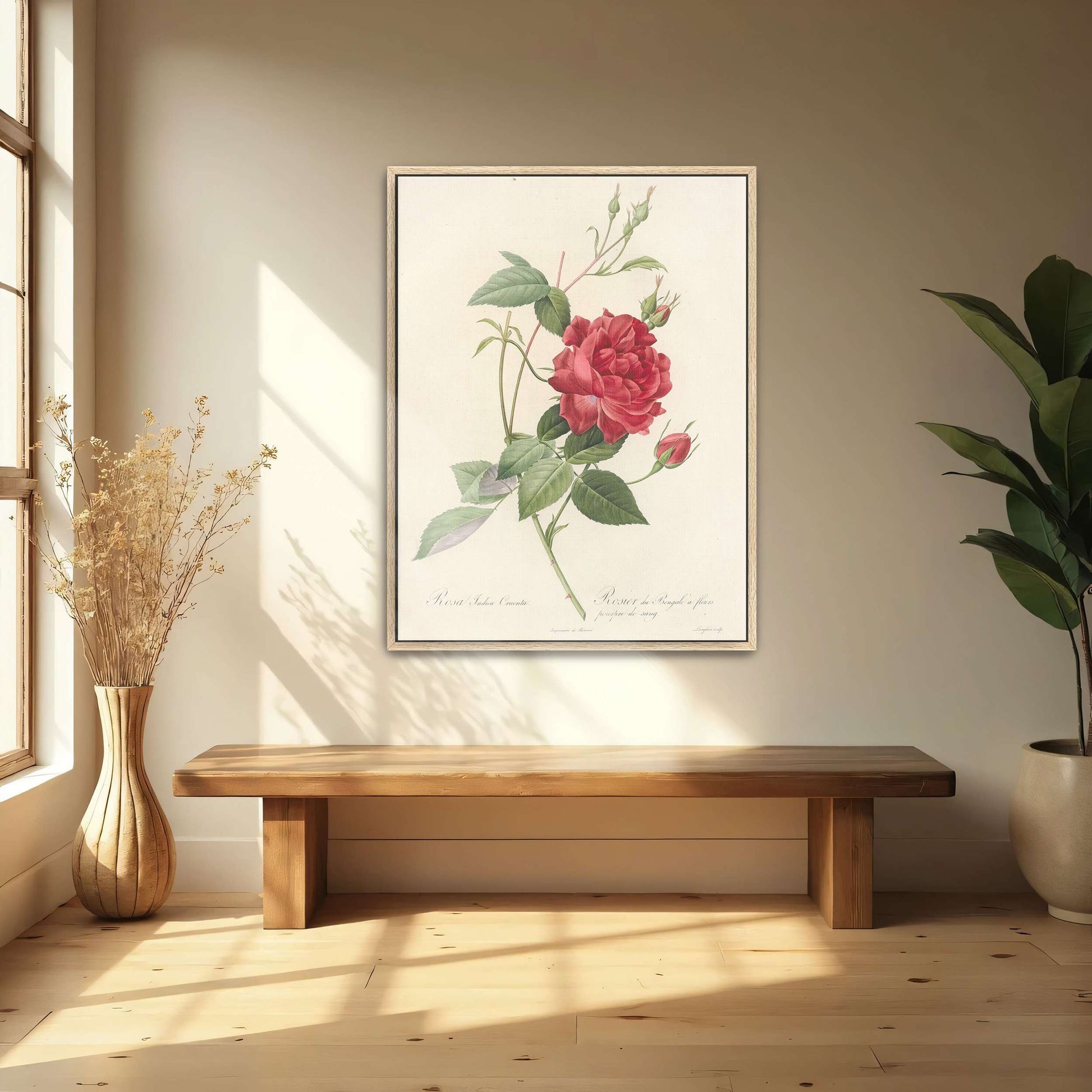 Red Rose Botanical Illustration by Pierre Joseph Redouté
