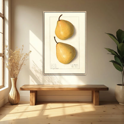 Howell Pear Watercolor Botanical Illustration By Ellen Isham Schutt