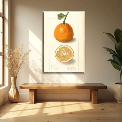 Orange fruit botanical illustration by Ellen Isham Schutt