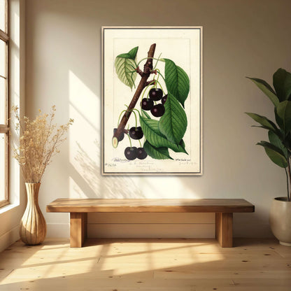 Black Republican Cherries by William Henry Prestele