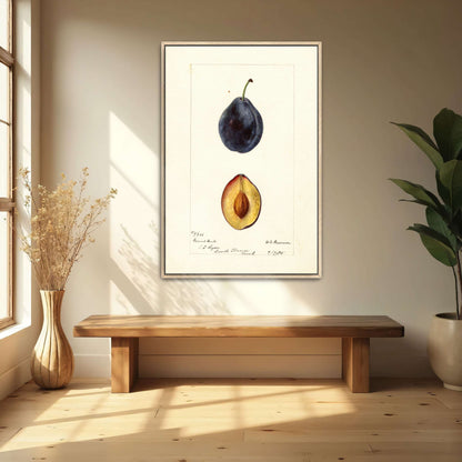 Plum watercolor painting by Deborah Griscom Passmore