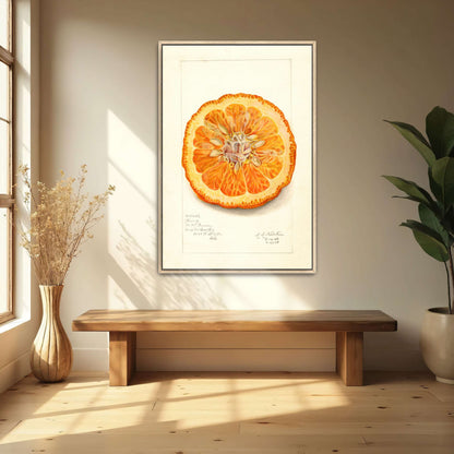 Dried orange slice watercolor by Amanda Almira Newton