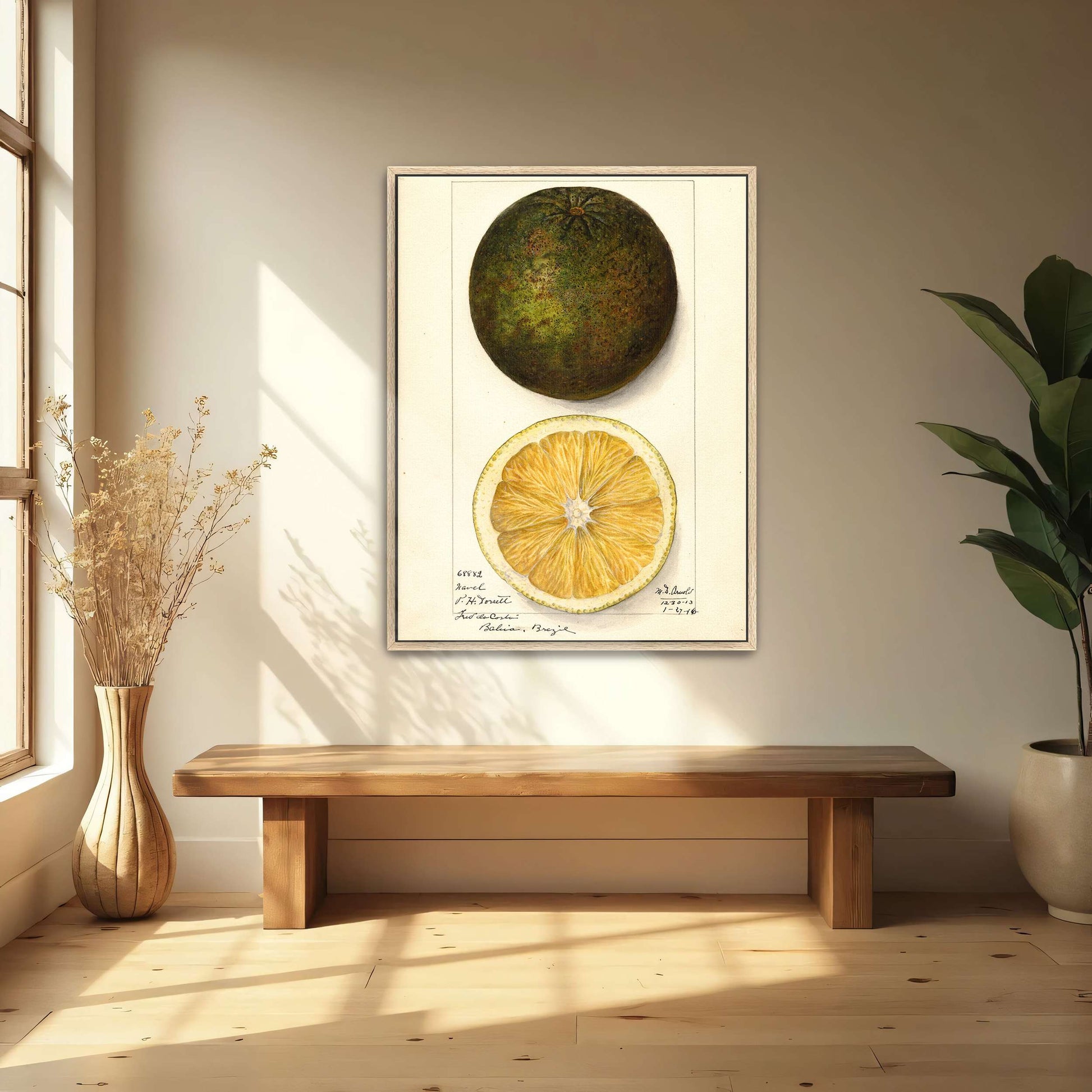 Watercolor painting of a citrus fruit by Mary Daisy Arnold