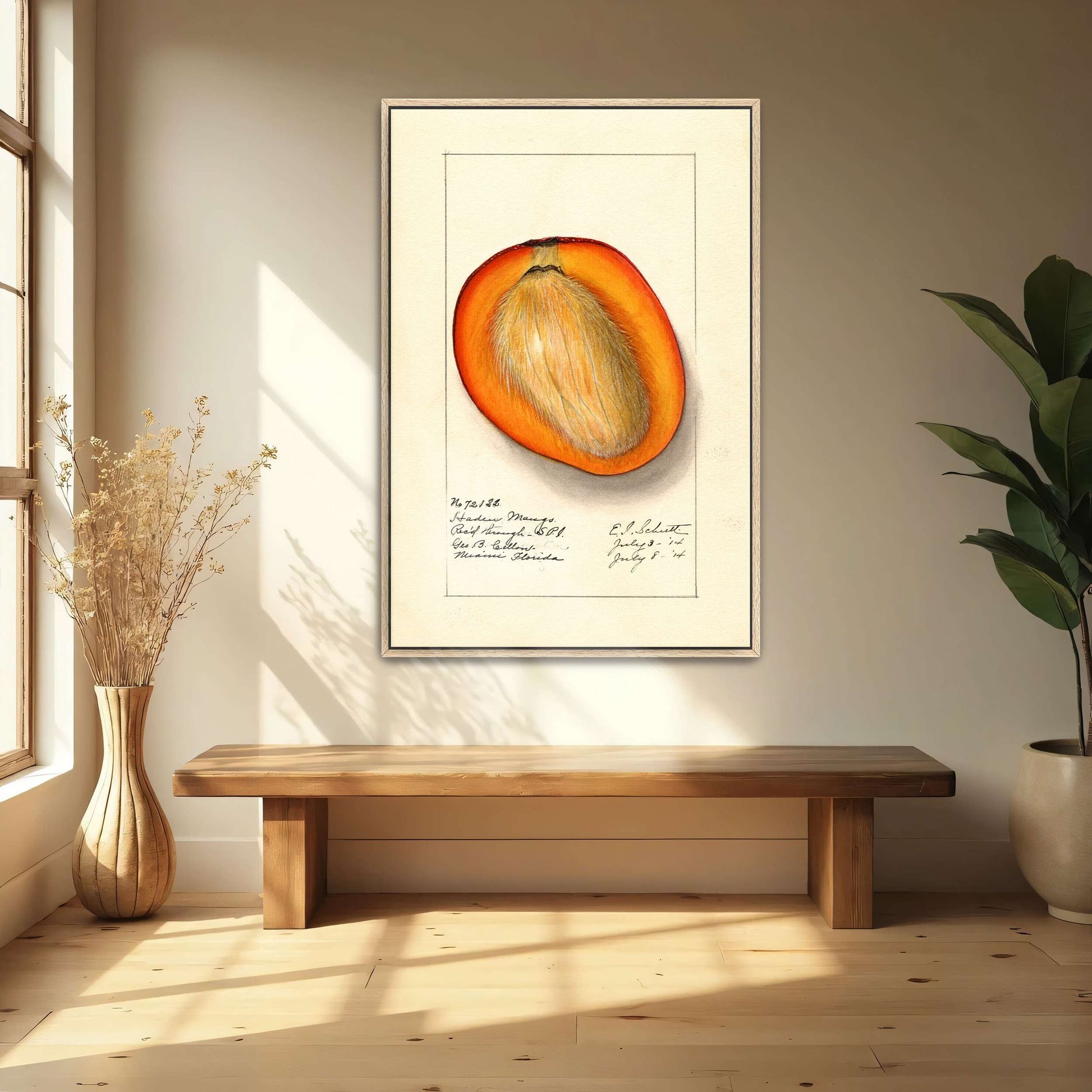 Haden Mango cross-section by Ellen Isham Schutt