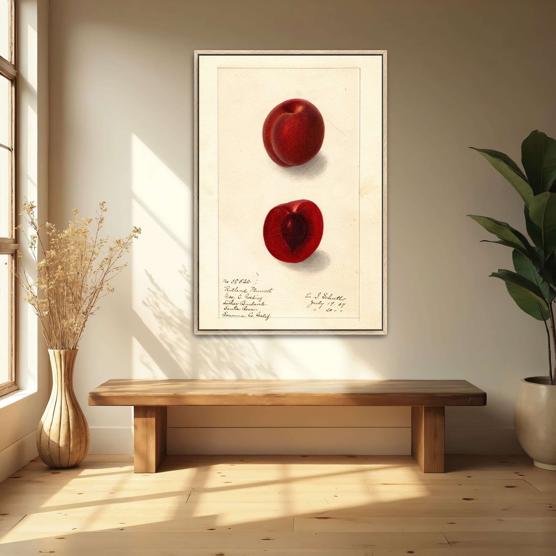 Plumcot illustration, botanical art by Ellen Isham Schutt