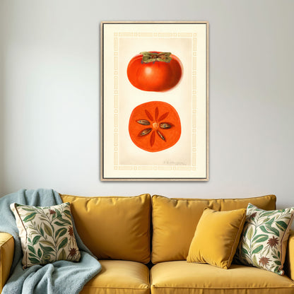 Diospyros Fuyu Persimmon Fruit Illustration By Royal Charles Steadman