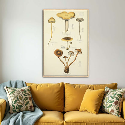 Mushroom illustration plate by Guillaume Sicard