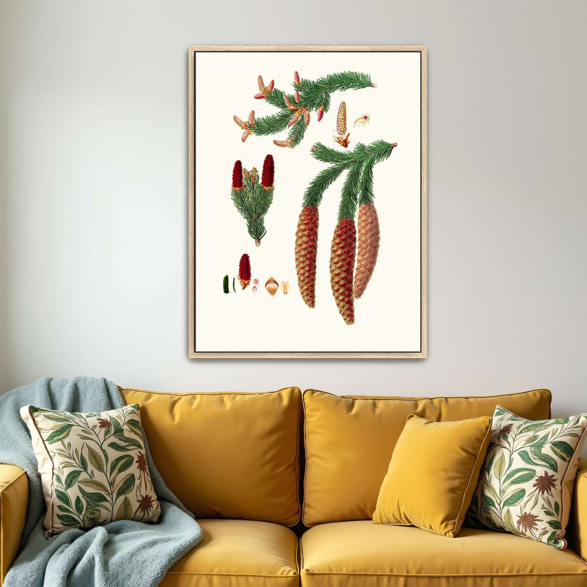 Norway spruce fir botanical illustration by Aylmer Bourke Lambert