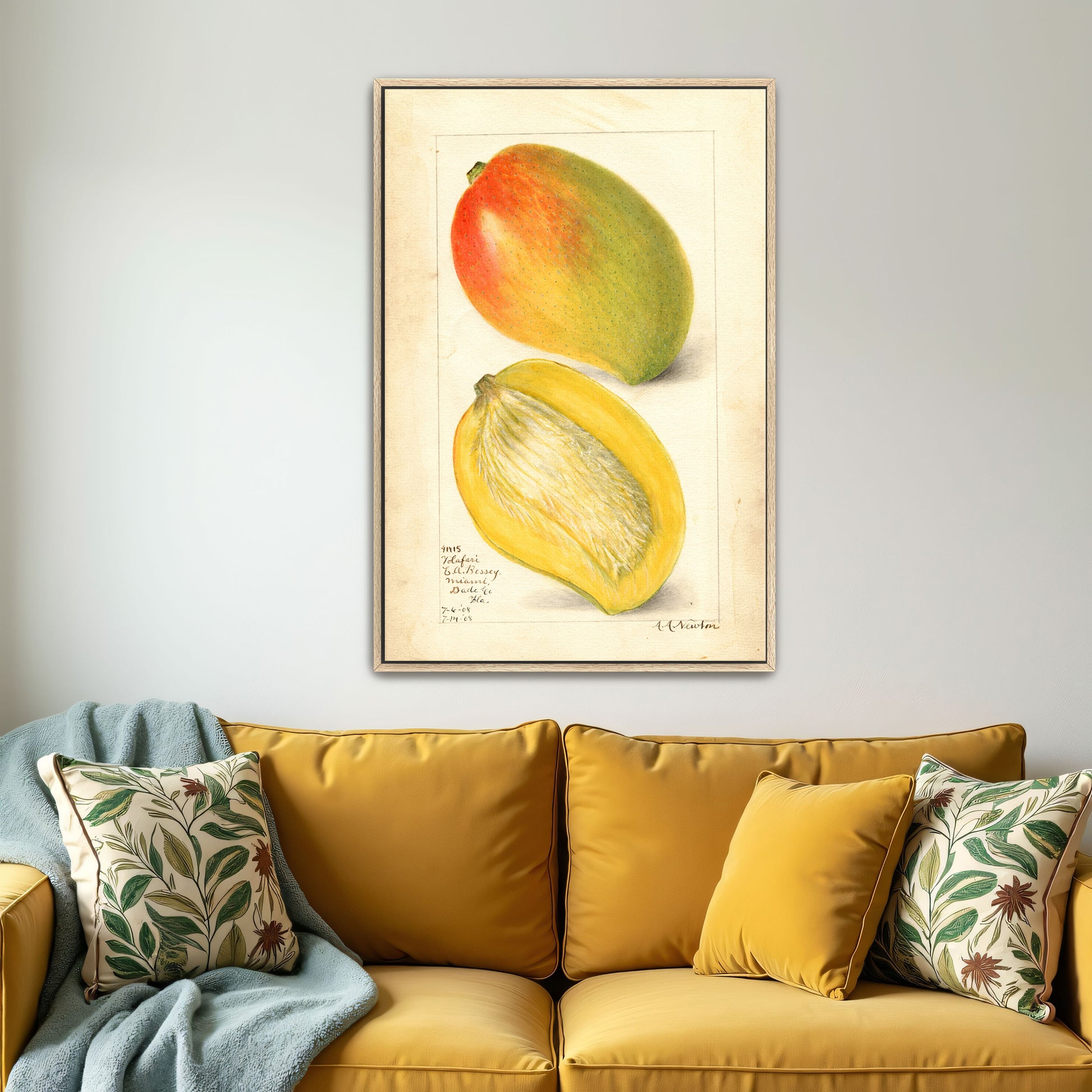 Watercolor Painting Of Two Mangoes By Amanda Almira Newton