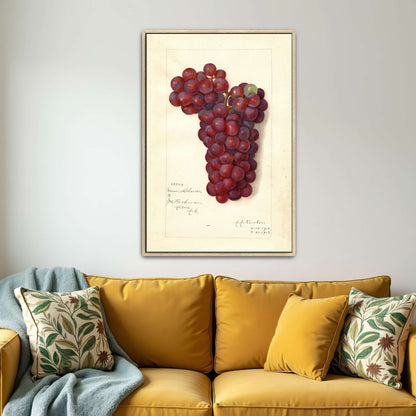 Watercolor painting of grapes by Amanda Almira Newton