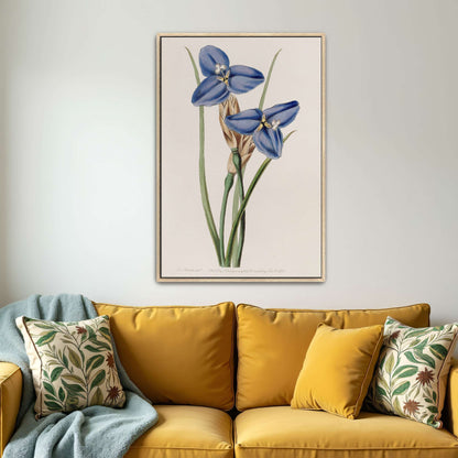 Blue flowers botanical illustration by Sydenham Edwards
