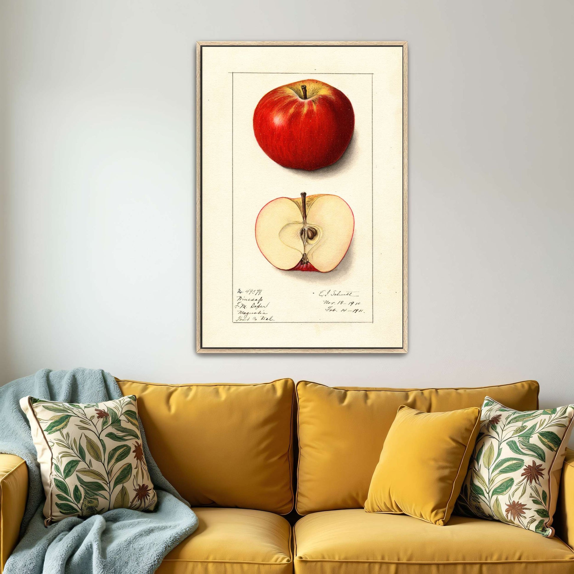 Winesap apple illustration by Ellen Isham Schutt