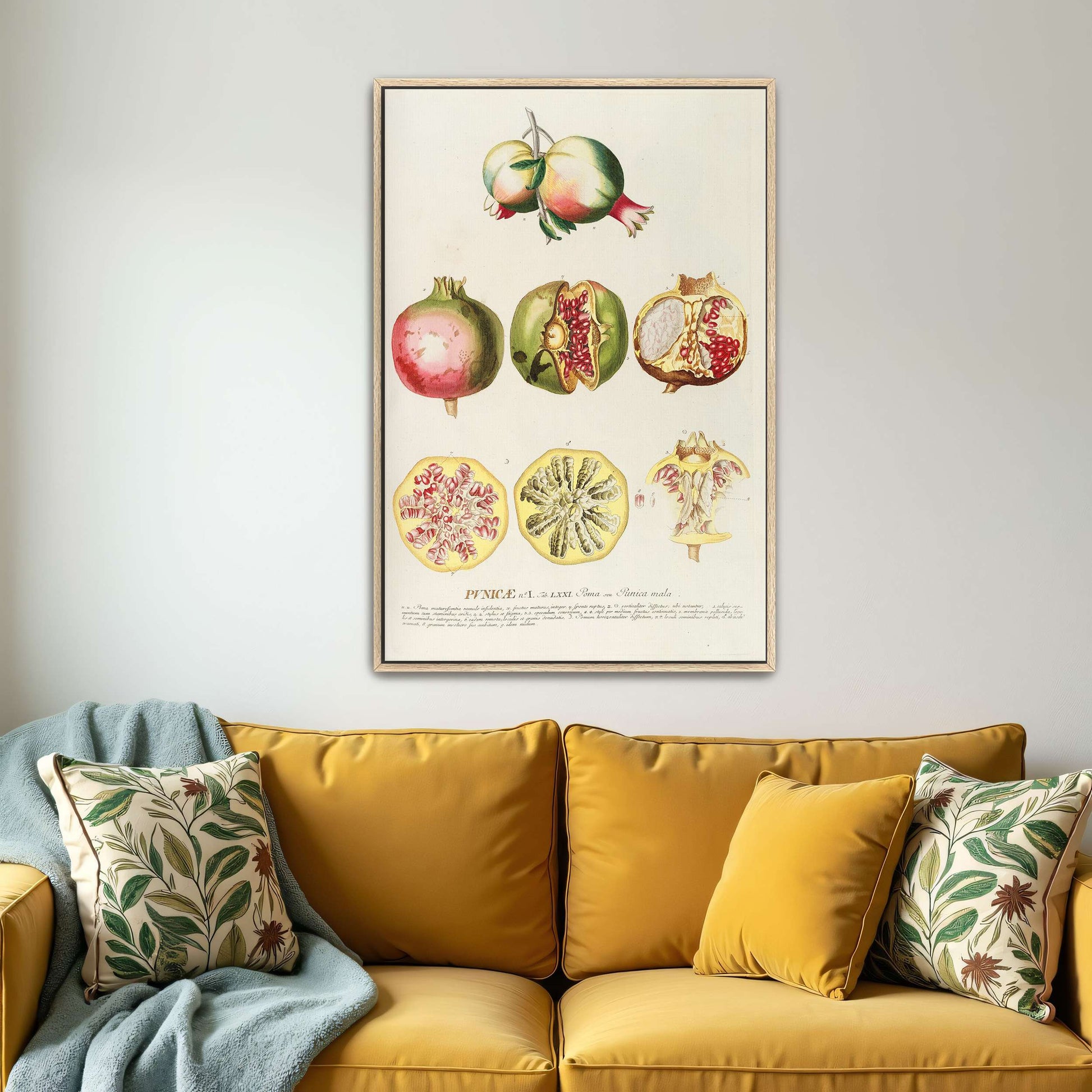 Pomegranate botanical illustration by Georg Dionysius Ehret