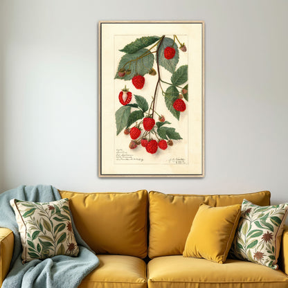 Watercolor Painting Of Raspberries On Branch By Amanda Almira Newton