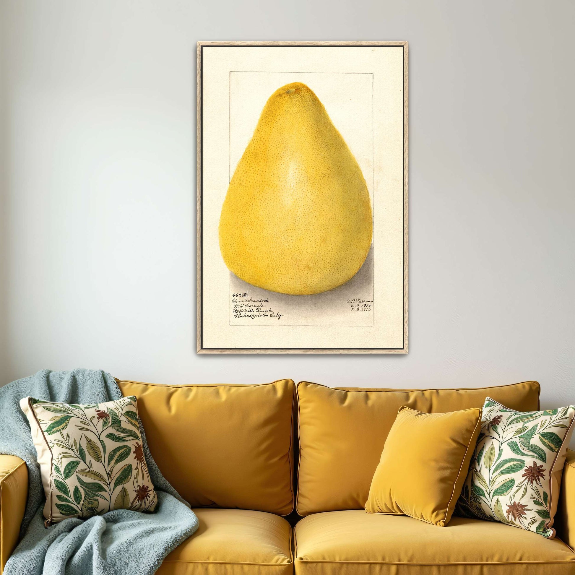 Watercolor of a pomelo by Amanda Almira Newton